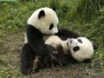 /album/fotogaleria/el-panda-y-sus-placeres-jpg/